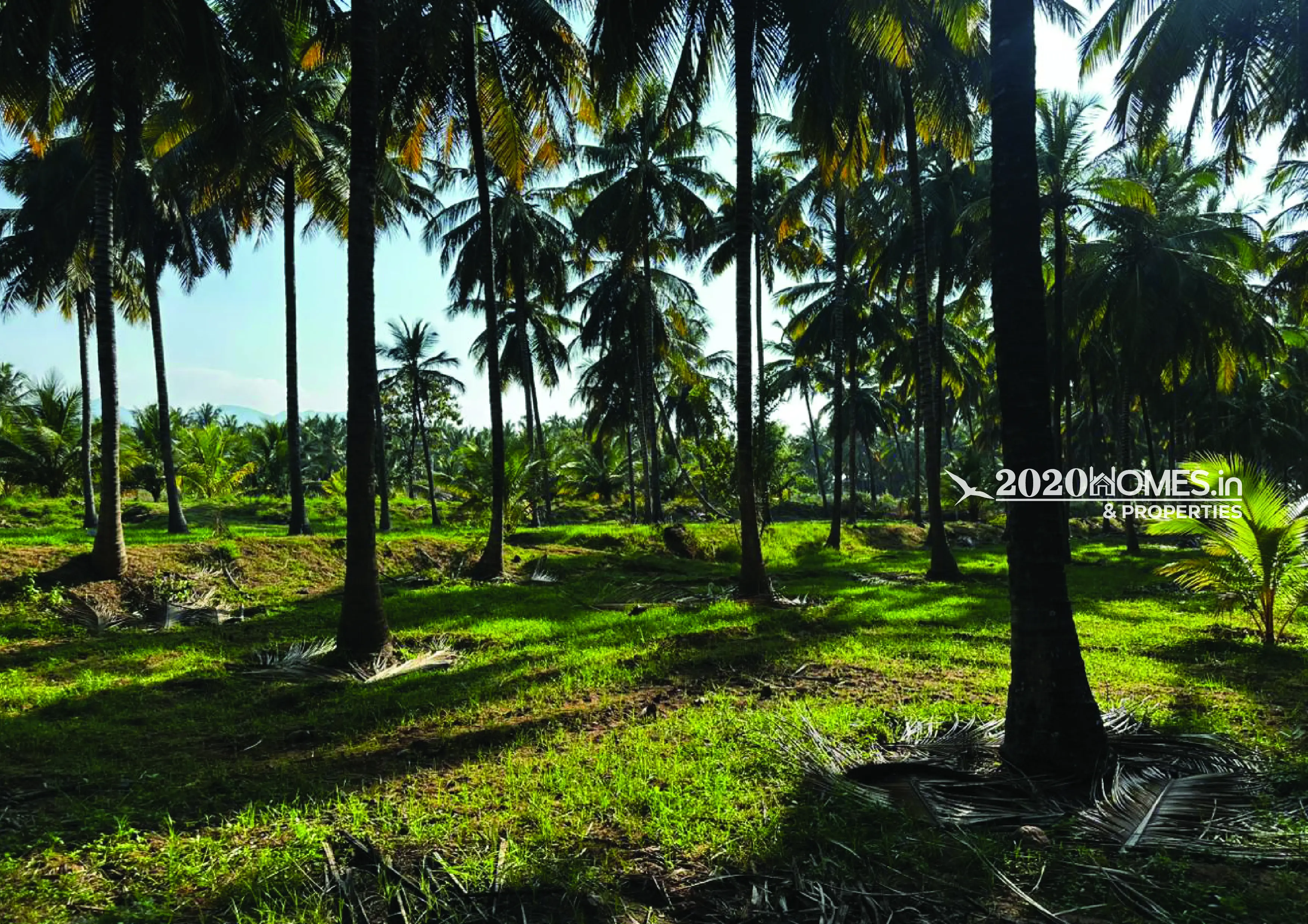 Gramam Coconut Farm Anaimalai
